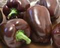 Chocolate Bell, Pepper Seeds