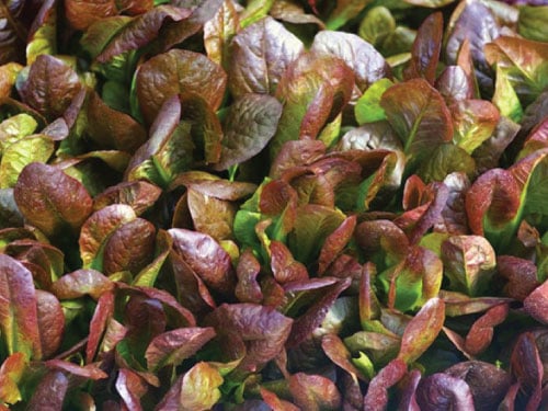 Cimarron, Lettuce Seeds