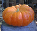 Cinderella, Pumpkin Seeds