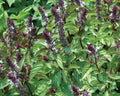 Cinnamon, Basil Seeds