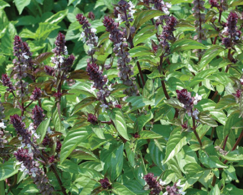 Cinnamon, Basil Seeds