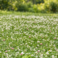 Classic Clover Lawn, Grasses