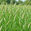 Climax Timothy Grass Seed