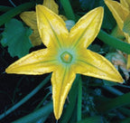 Cocozelle, Zucchini Seeds