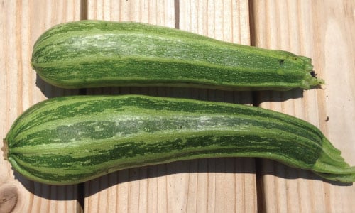 Cocozelle, Zucchini Seeds