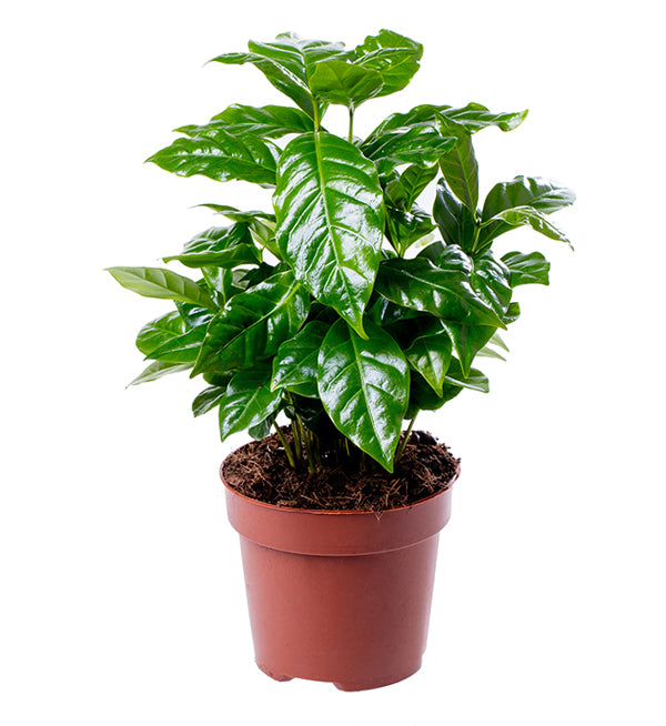 Arabian, Coffee Tree Seed