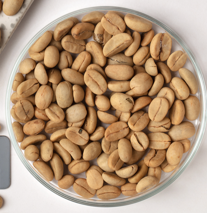 Arabian, Coffee Tree Seed