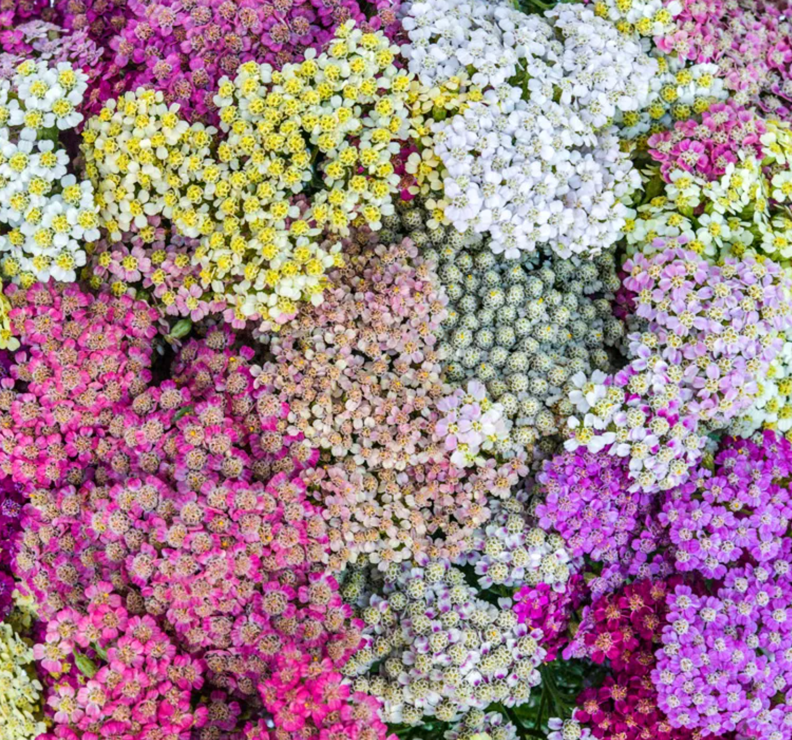 Colorado, Yarrow