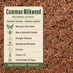 Common Milkweed growing attributes