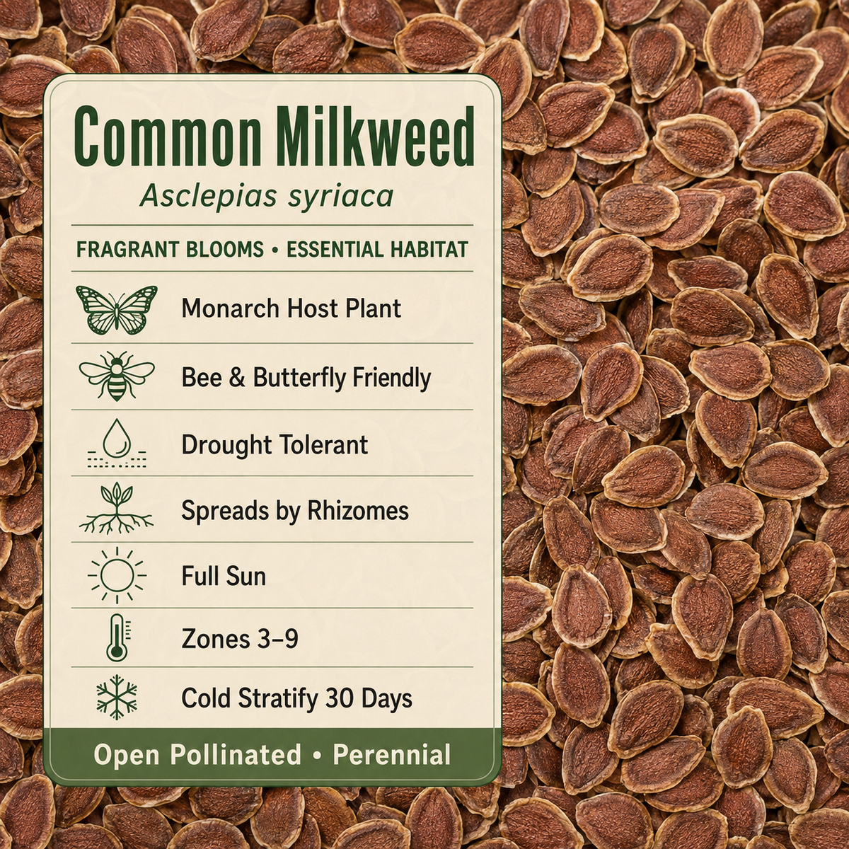Common Milkweed growing attributes