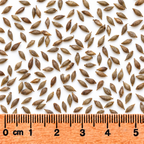 Common Lake Sedge, Carex Seed