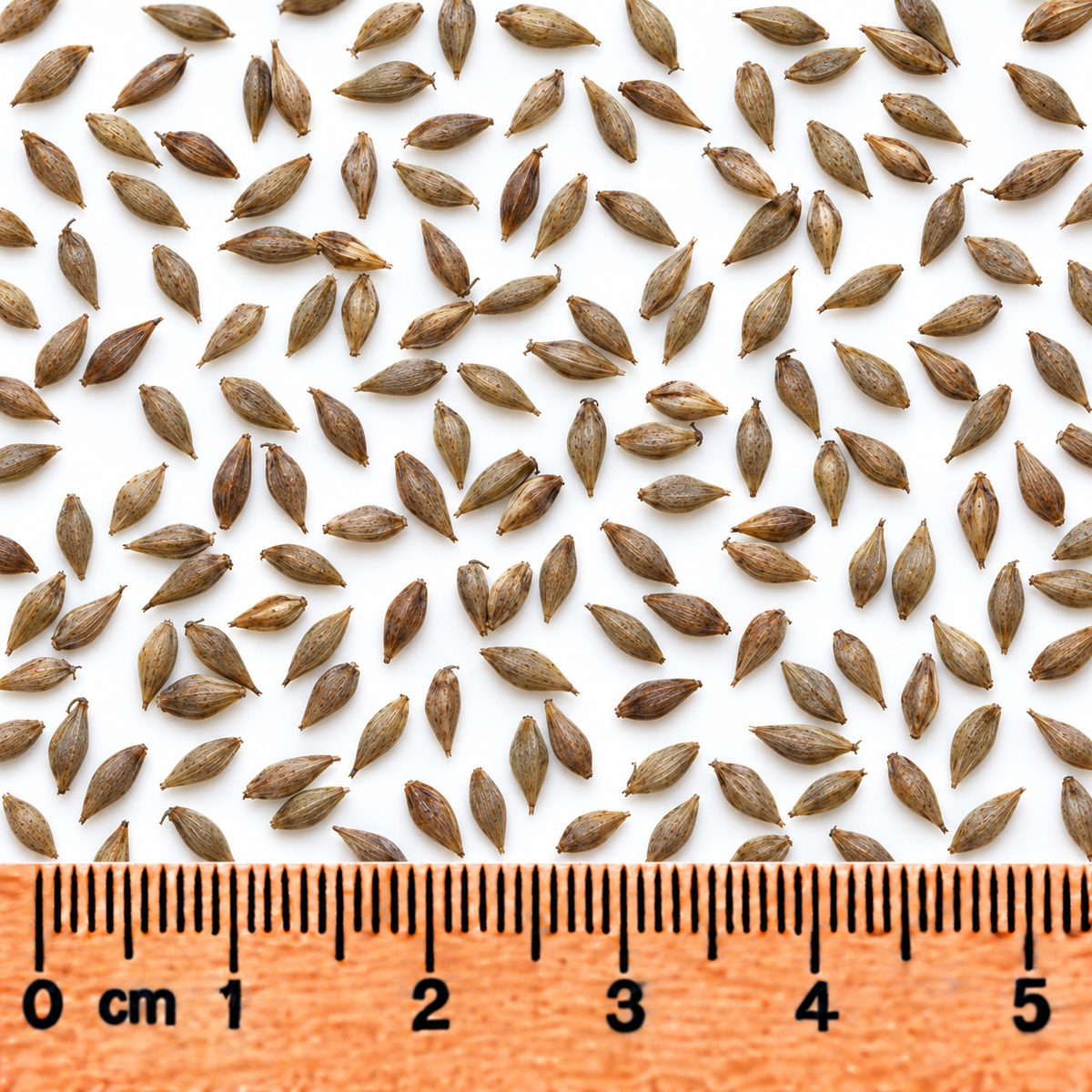 Common Lake Sedge, Carex Seed