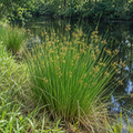 Common Rush, Juncus Seed