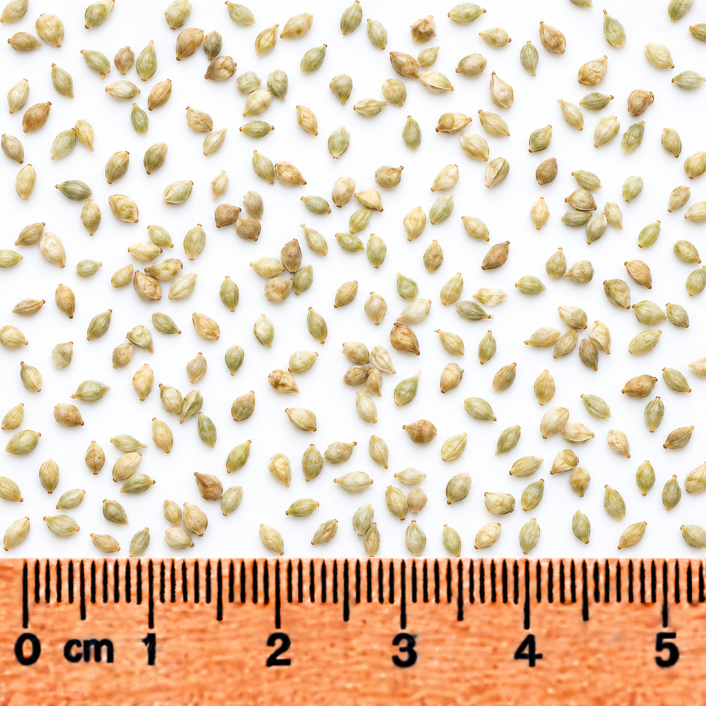 Common Tussock Sedge, Carex Seed