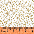 Common Tussock Sedge, Carex Seed