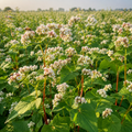 Common Buckwheat field crop