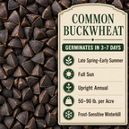 Common Buckwheat growing guide and seed