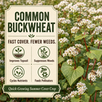 Common Buckwheat soil and pollinator benefits