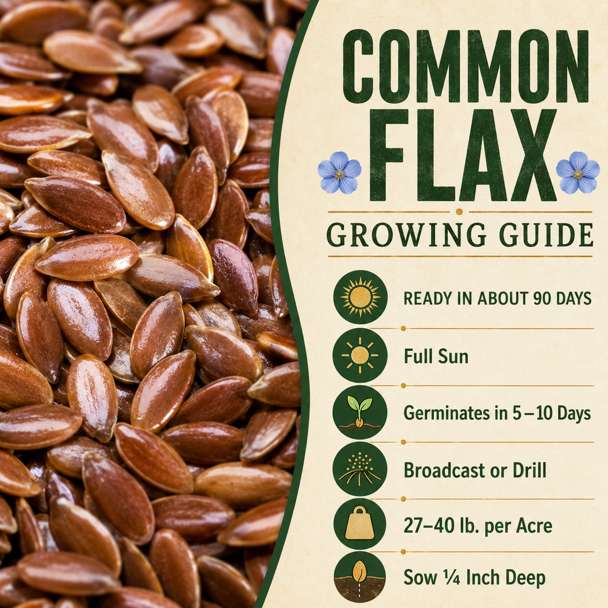Common Flax growing guide and seed
