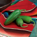 Compadre, (F1) Pepper Seeds