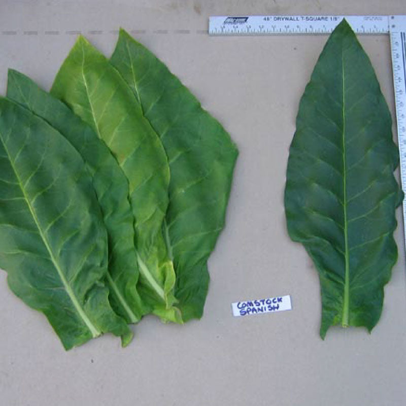 Comstock Spanish, Tobacco Seed