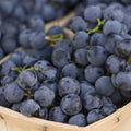 Concord, Grape Plant