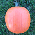 Connecticut Field, Pumpkin Seed