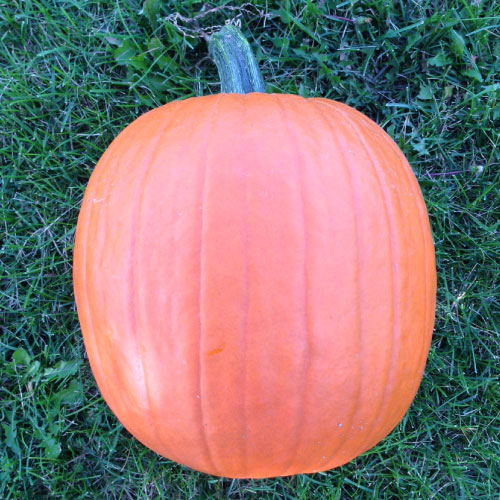 Connecticut Field, Pumpkin Seed