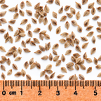 Copper-shouldered Oval Sedge, Carex Seed