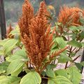 Copperhead, Amaranthus Seeds