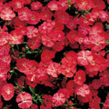 Coral Diamond, Dianthus