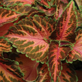 Coral Sunrise Wizard, Coleus Seeds