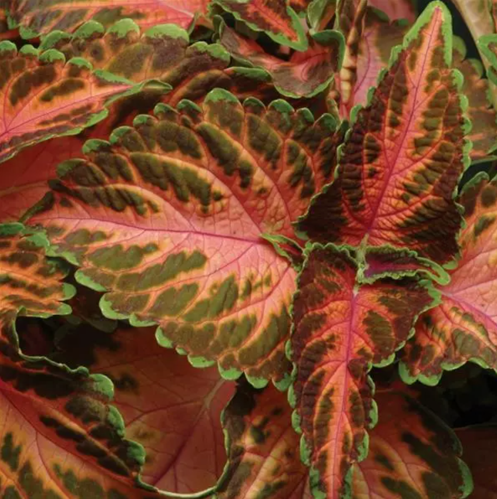 Coral Sunrise Wizard, Coleus Seeds
