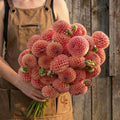 Cornel Bronze, Dahlia Tubers