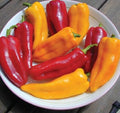 Corno Di Toro Mix, Pepper Seeds