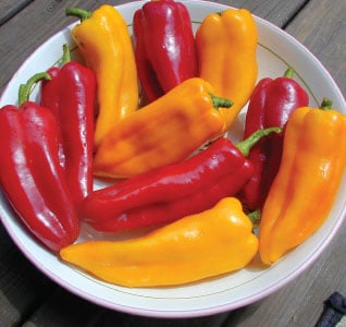Corno Di Toro Mix, Pepper Seeds