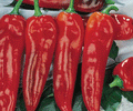 Corno Di Toro Rosso, Pepper Seeds