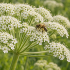 Cow Parsnip, Heracleum Seed
