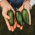 Craig's Grande Jalapeno, Pepper Seeds