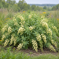 Cream Wild, False Indigo Seed