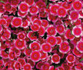 Crimson Picotee Diamond, Dianthus