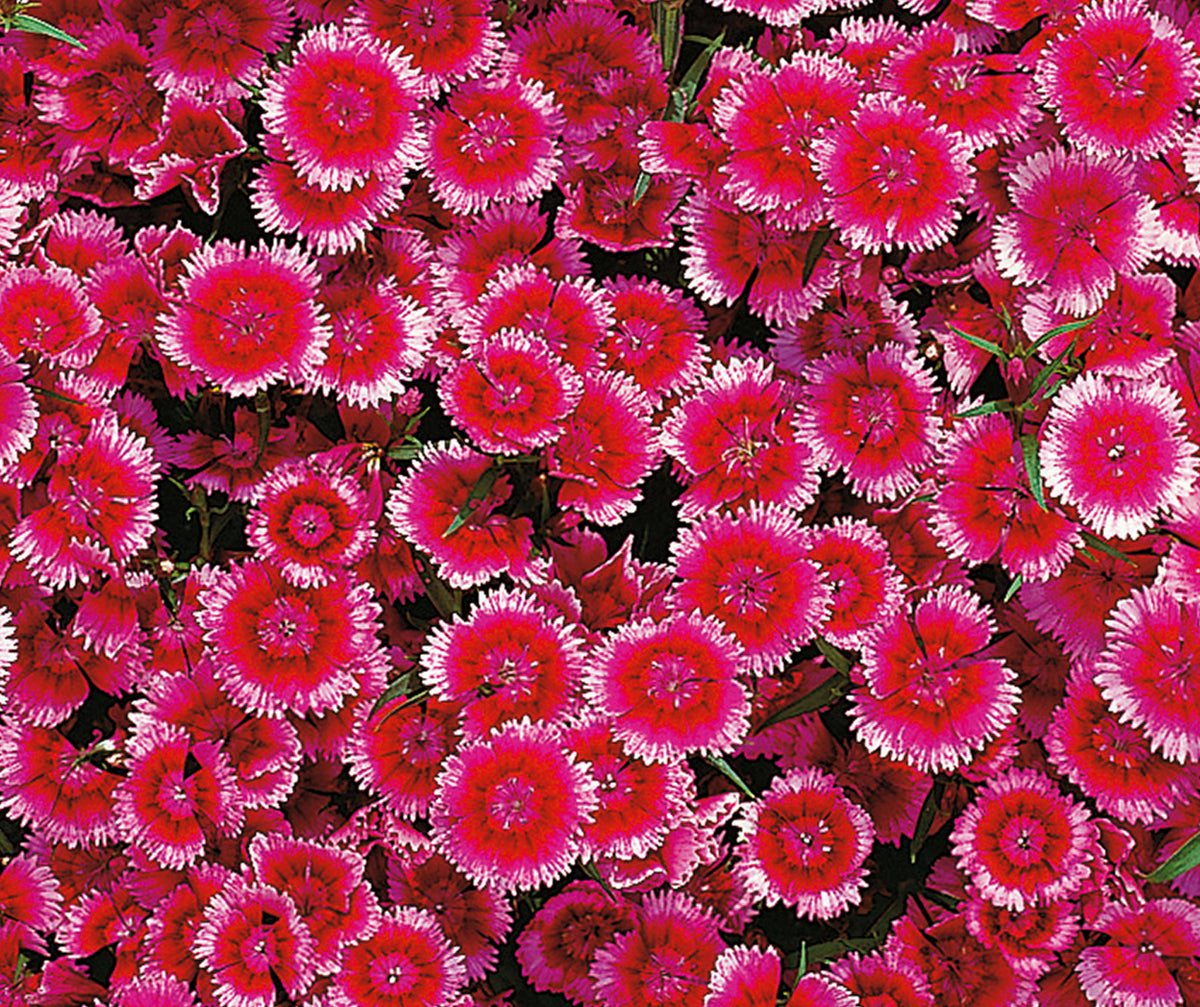 Crimson Picotee Diamond, Dianthus