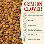 Crimson Clover growing guide and seed