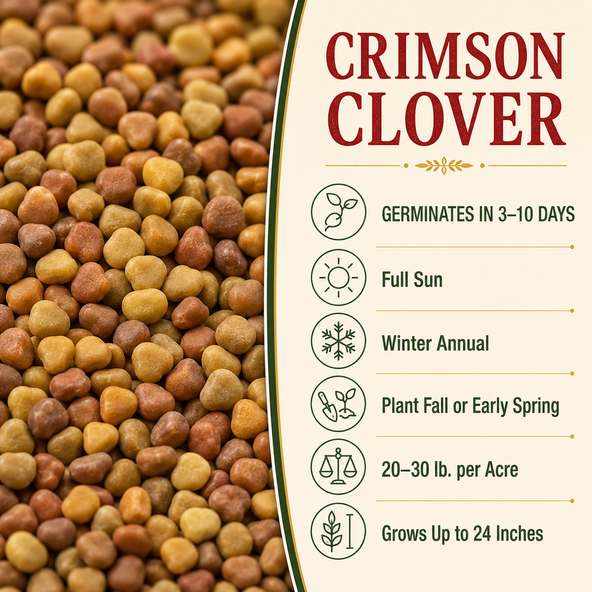 Crimson Clover growing guide and seed