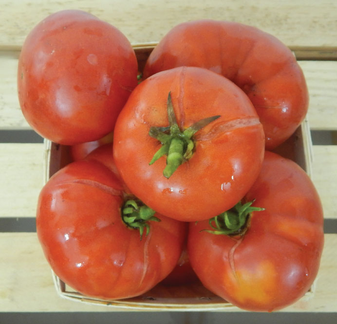 Crnkovic Yugoslavian, Tomato Seeds