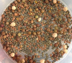 Bean Mix, Sprout Seeds
