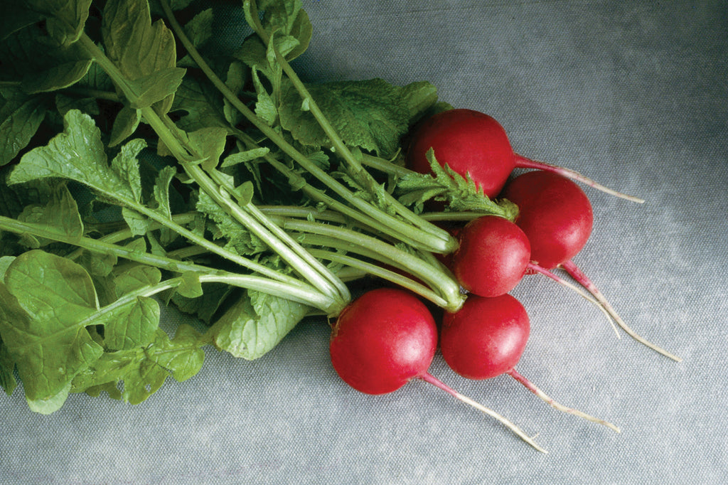 Crunchy Crimson, (F1) Radish Seeds