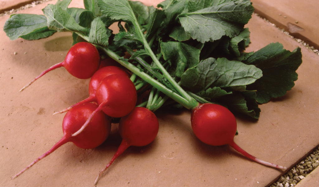 Crunchy Royale, (F1) Radish Seeds