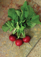 Crunchy Royale, (F1) Radish Seeds