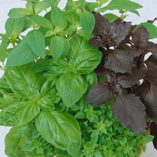 Culinary Blend, Organic Basil Seeds